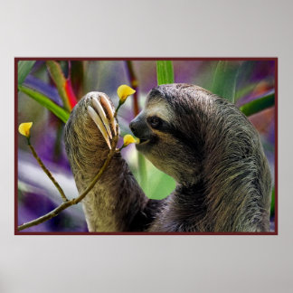 The Three-Toed Sloth Value Poster Paper