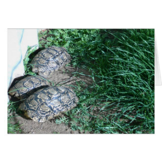 The Three Tortoises Card