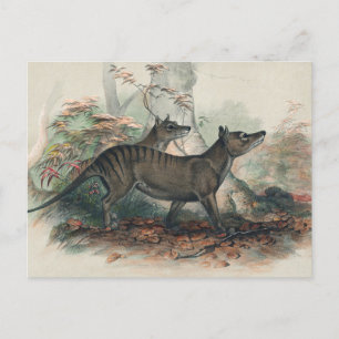 The Thylacine by Joseph Wolf Postcard