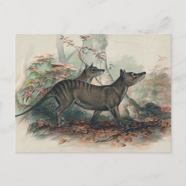The Thylacine by Joseph Wolf Postcard (Front)