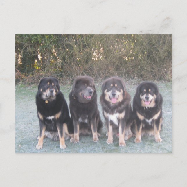The Tibetan Mastiff Gang Postcard (Front)