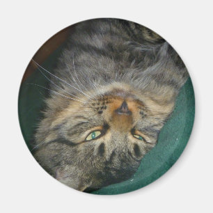 The Tig Magnet