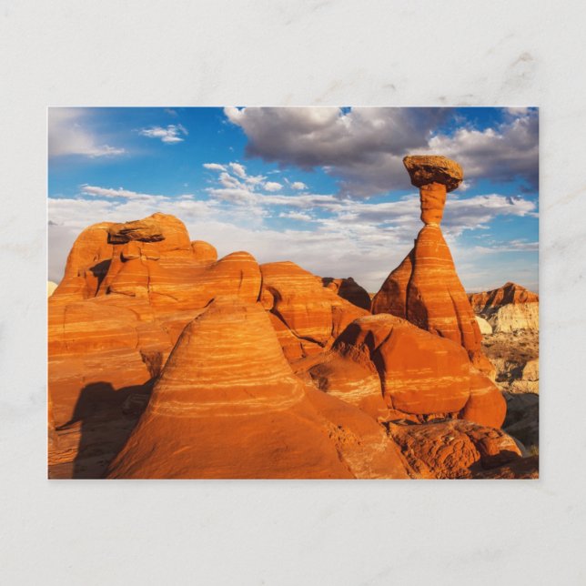 The Toadstools Postcard (Front)