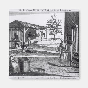 The Tobacco Manufactory in Different Branches Magnet