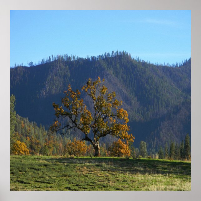 The trees call to me..... poster (Front)