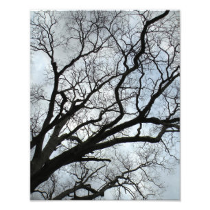 The Tree's Veins Photo Print