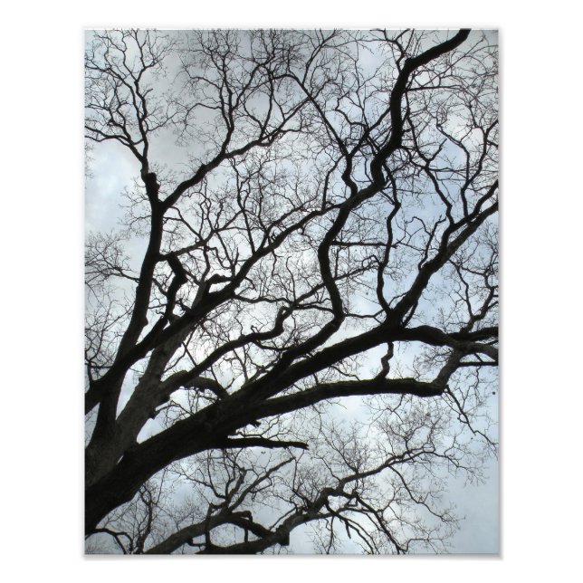 The Tree's Veins Photo Print (Front)