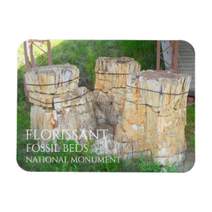 The Trio Tree Stumps Florissant Fossil Beds Magnet