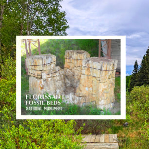 The "Trio" Tree Sumps, Florissant Fossil Beds, CO Postcard