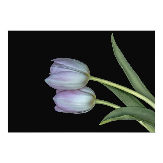 The tulip hug. photo print (Front)