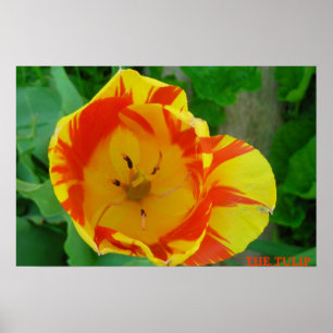 THE TULIP POSTER