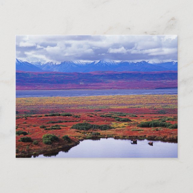 The tundra of Denali National Park in the late Postcard (Front)