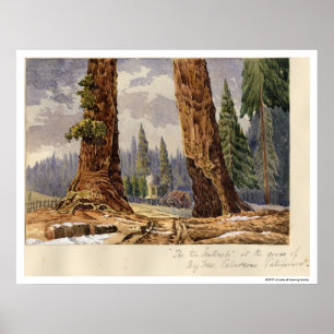 The Two Sentinels, at the Grove of Big Trees Poster