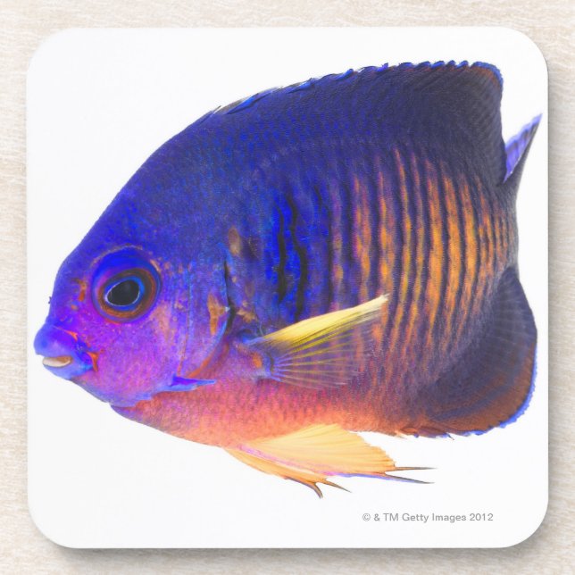 The two-spined angelfish coaster (Front)