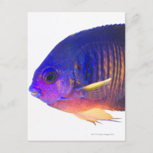 The two-spined angelfish postcard