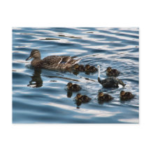 The ugly duckling postcard