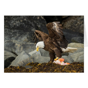The Ultimate Bald Eagle