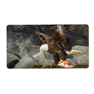 The Ultimate Bald Eagle