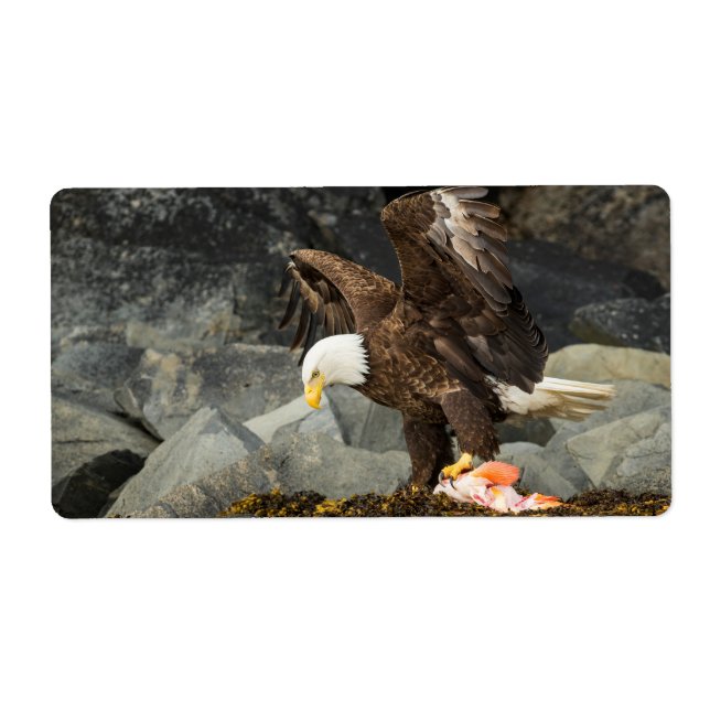 The Ultimate Bald Eagle (Front)