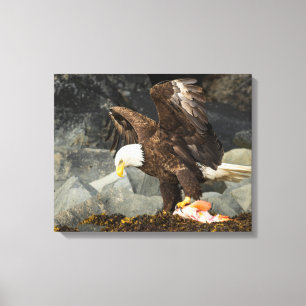 The Ultimate Bald Eagle Canvas Print
