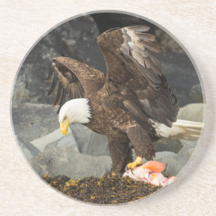 The Ultimate Bald Eagle Coaster