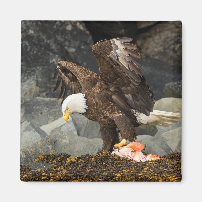 The Ultimate Bald Eagle Magnet (Front)