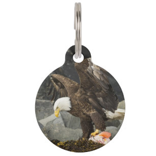 The Ultimate Bald Eagle Pet Tag