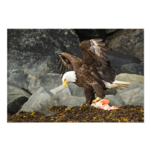 The Ultimate Bald Eagle Photo Print