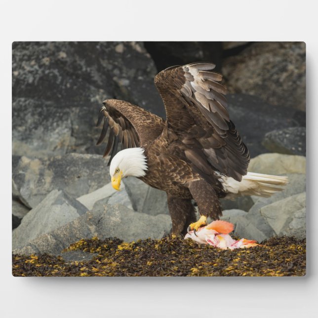 The Ultimate Bald Eagle Plaque (Front)