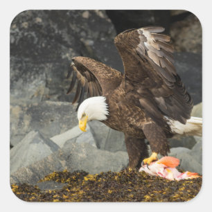 The Ultimate Bald Eagle Square Sticker