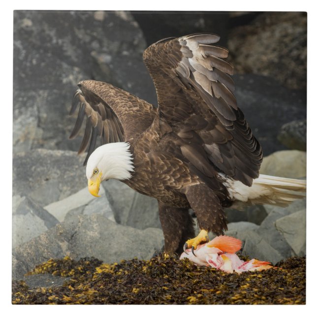 The Ultimate Bald Eagle Tile (Front)