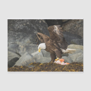 The Ultimate Bald Eagle Tissue Paper