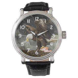 The Ultimate Bald Eagle Watch
