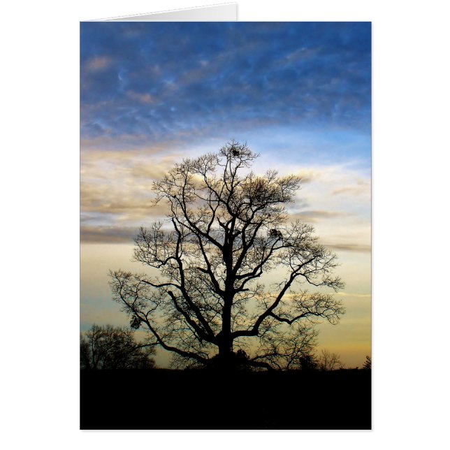 The Universal Tree (Front)