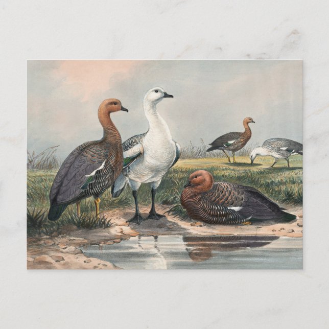 The Upland Goose by Joseph Wolf Postcard (Front)