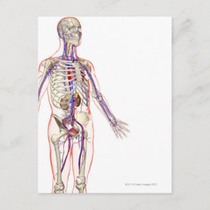 The Urinary System 2 Postcard