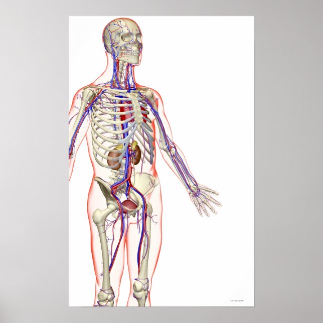 The Urinary System Poster (Front)