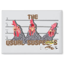 The usual CHICKEN suspects—Barred Rock Hens