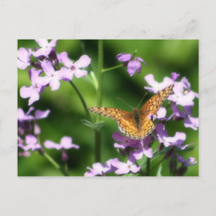 The Variegated One Butterfly Photography Art Postcard