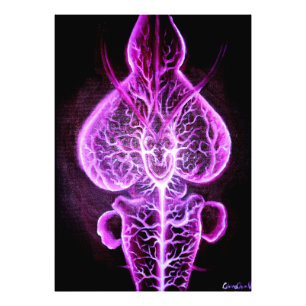 The vascularisation of the nervous system in roden photo print