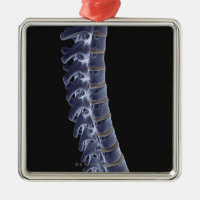 The Vertebral Column 3