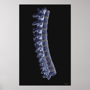The Vertebral Column 3 Poster