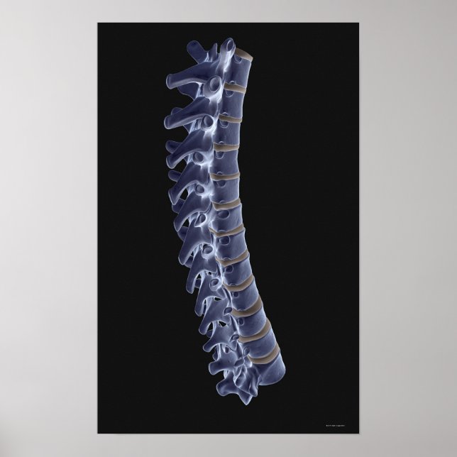 The Vertebral Column 3 Poster (Front)