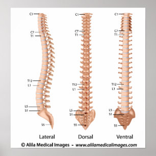 The vertebral column all views, labelled drawing. poster