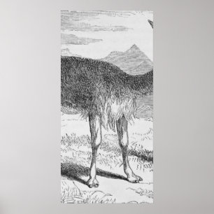 The Vicuna at the Rio de Azufre Poster
