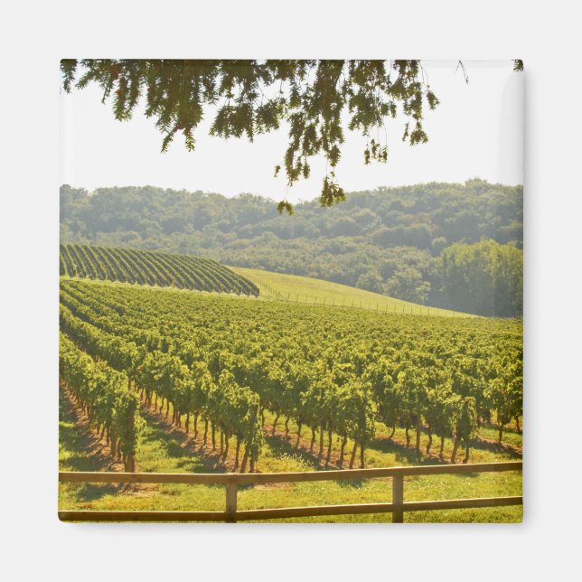 The vineyard and a valley with a forest - magnet (Front)
