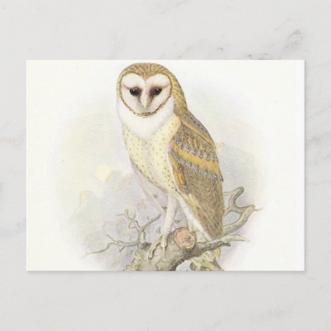 The Vintage Barn Owl Postcard (Front)