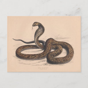 The Vintage Cobra Zoological Postcard