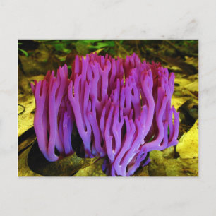 The Violet Coral Fungus Clavaria Zollingeri Postcard