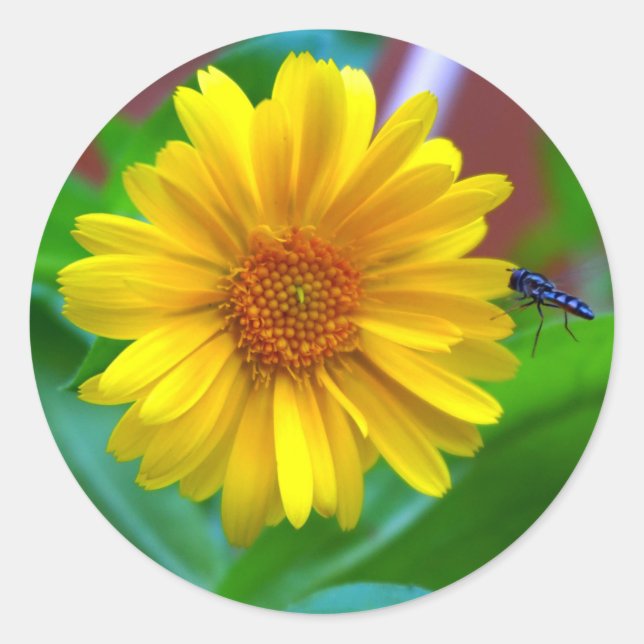The Visitor Fly and Marigold Photograph Classic Round Sticker (Front)